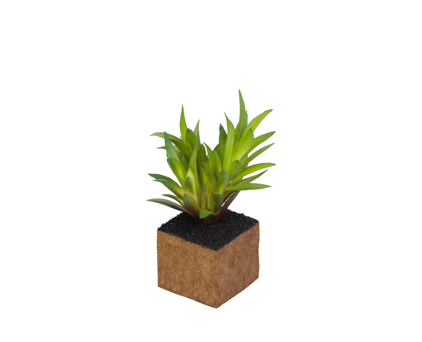 Kub Carex Planta