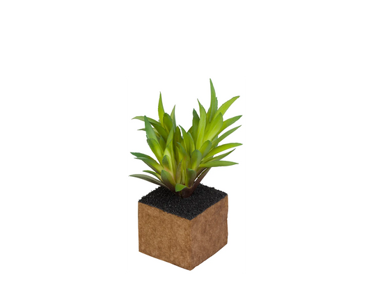 Kub Carex Planta